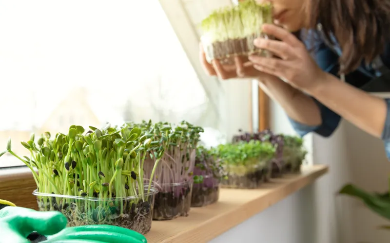 Boostez votre santé grâce aux graines germées