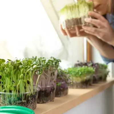 Boostez votre santé grâce aux graines germées